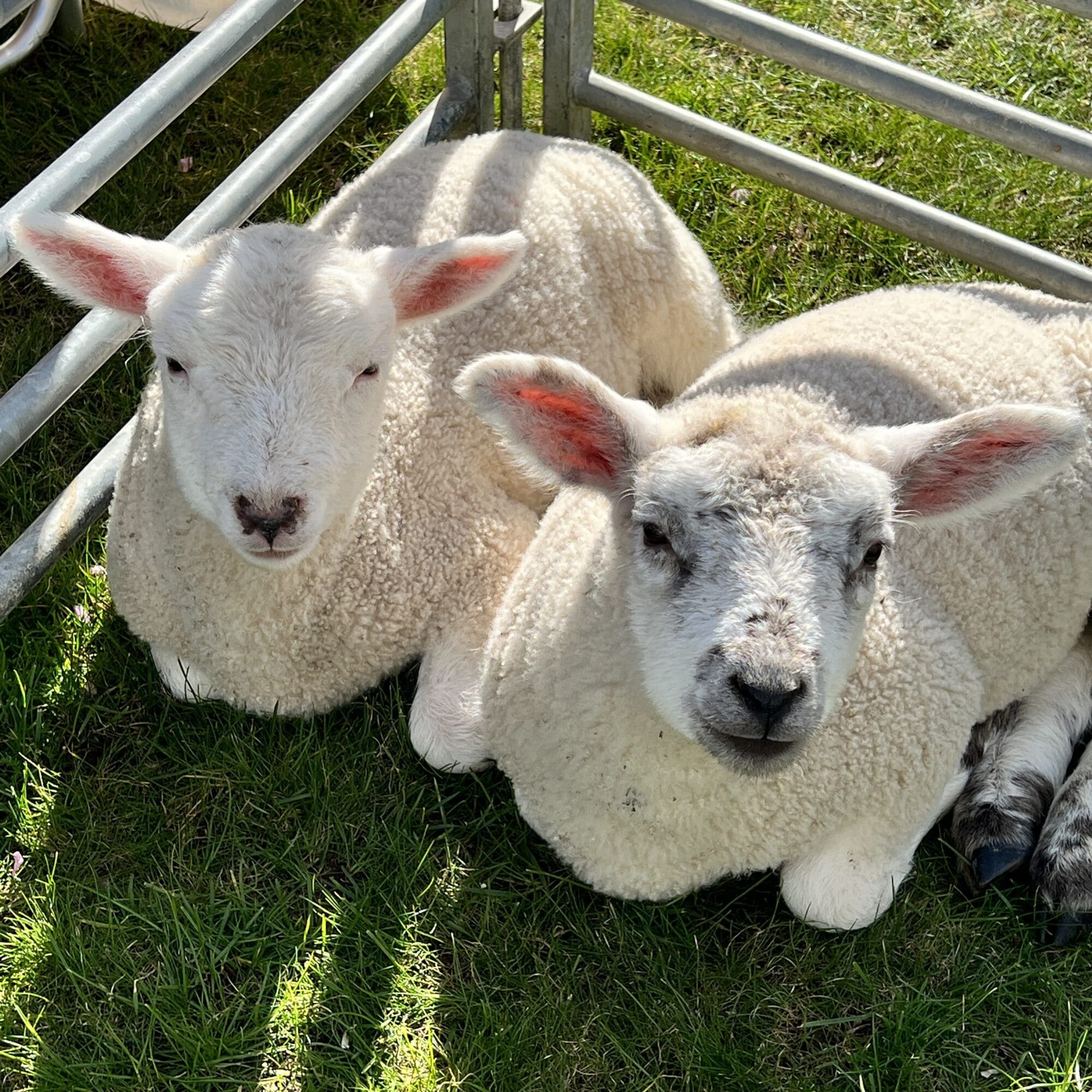 2 lambs sat on the grass