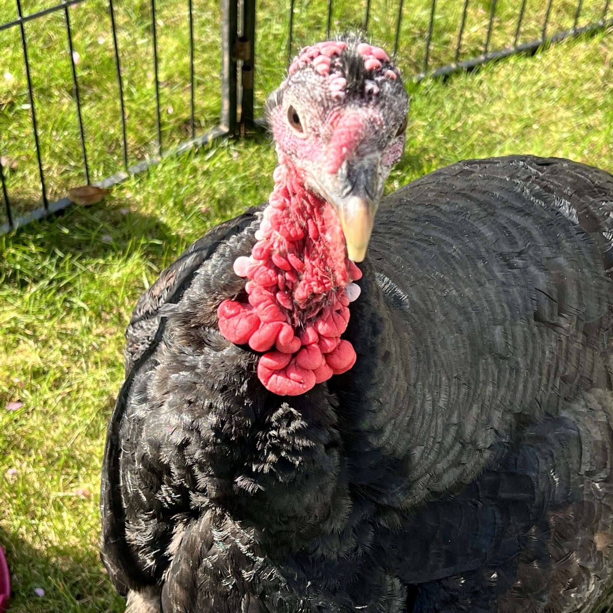 a picture of a Turkey