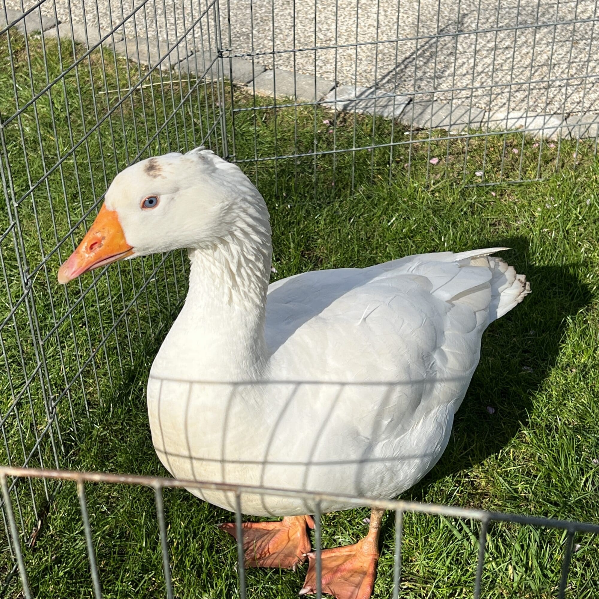 a picture of a goose
